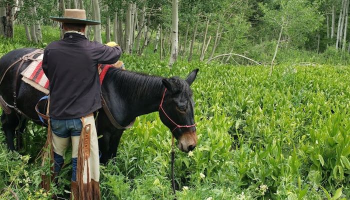 In this photo, a gentleman prepares to ride his horse in a lush green field.