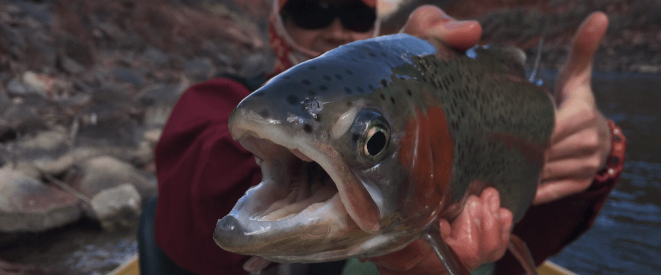 A close-up image capturing the intricate details of a trout from the Colorado River, showcasing its distinctive and beautiful spots along with vibrant, colorful scales. You can see the fisherman in the background as he holds the fish for the photo.