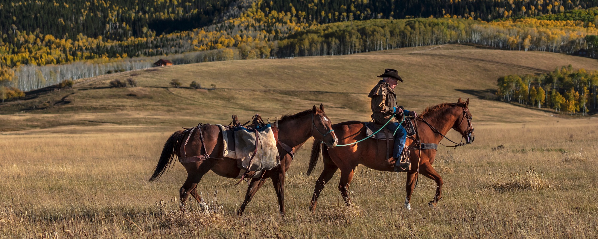 Capturing the essence of the Old West, this photo features a cowboy confidently riding his horse while leading another horse beside him. Both horses and rider are impeccably geared up for a ride, set against the backdrop of an open field surrounded by Aspen trees. The scene evokes a timeless connection between rider, horse, and nature, echoing the spirit of adventure in the picturesque Western landscape.