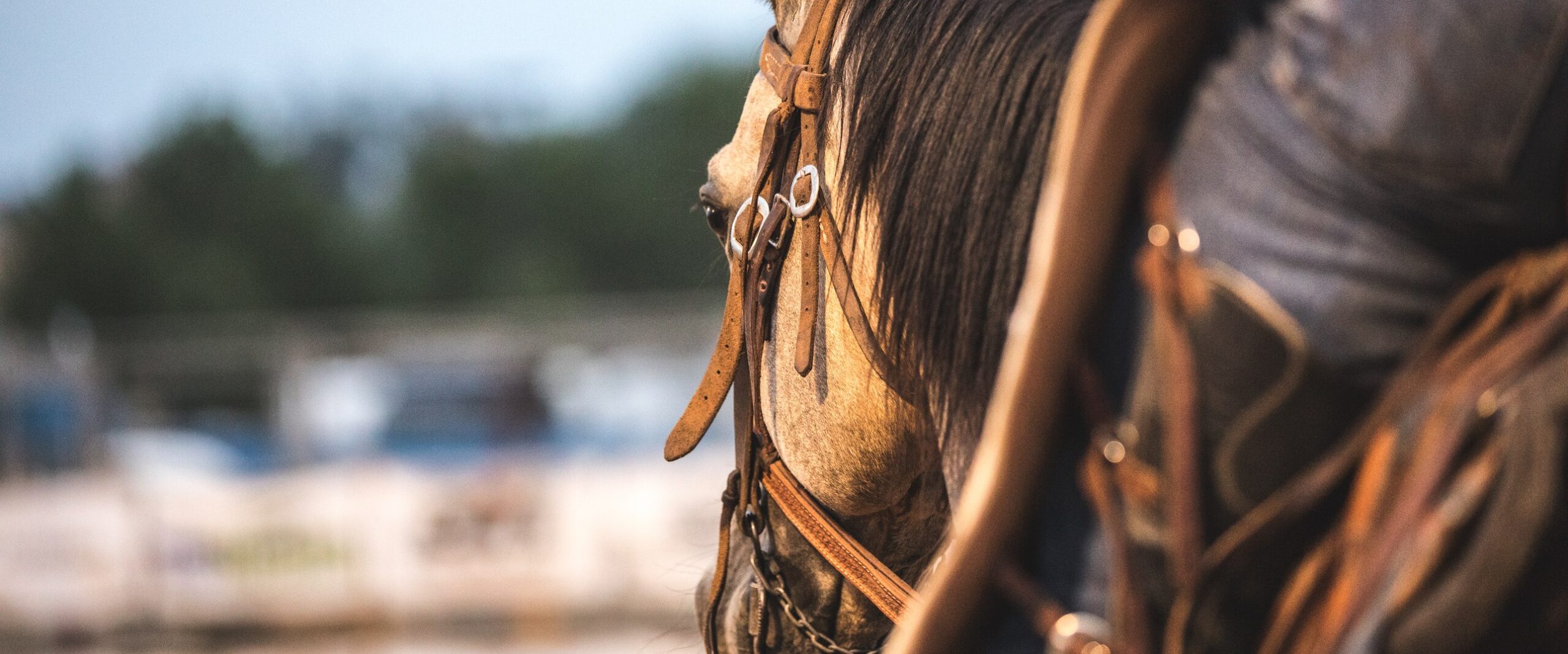 In this intimate portrait, a close-up photo captures the side of a horse's face, revealing the rich brown mane and soulful eye.