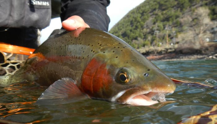 Colorado_River_Rainbow_Trout